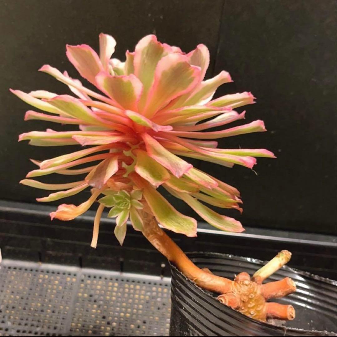 81#多肉植物アエオニウム錦❤️ 皺葉仙墨 ❤️1大頭1小頭14cm 拔き苗