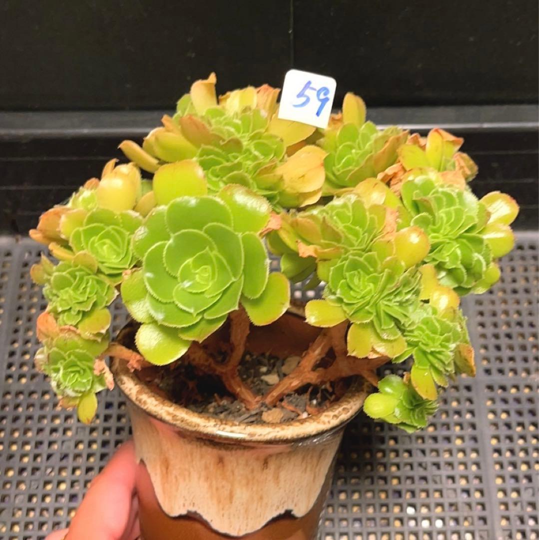 59多肉植物 アエオニウム ❤️小葉香炉皿法師セッカ❤️16cm鉢土付き出荷