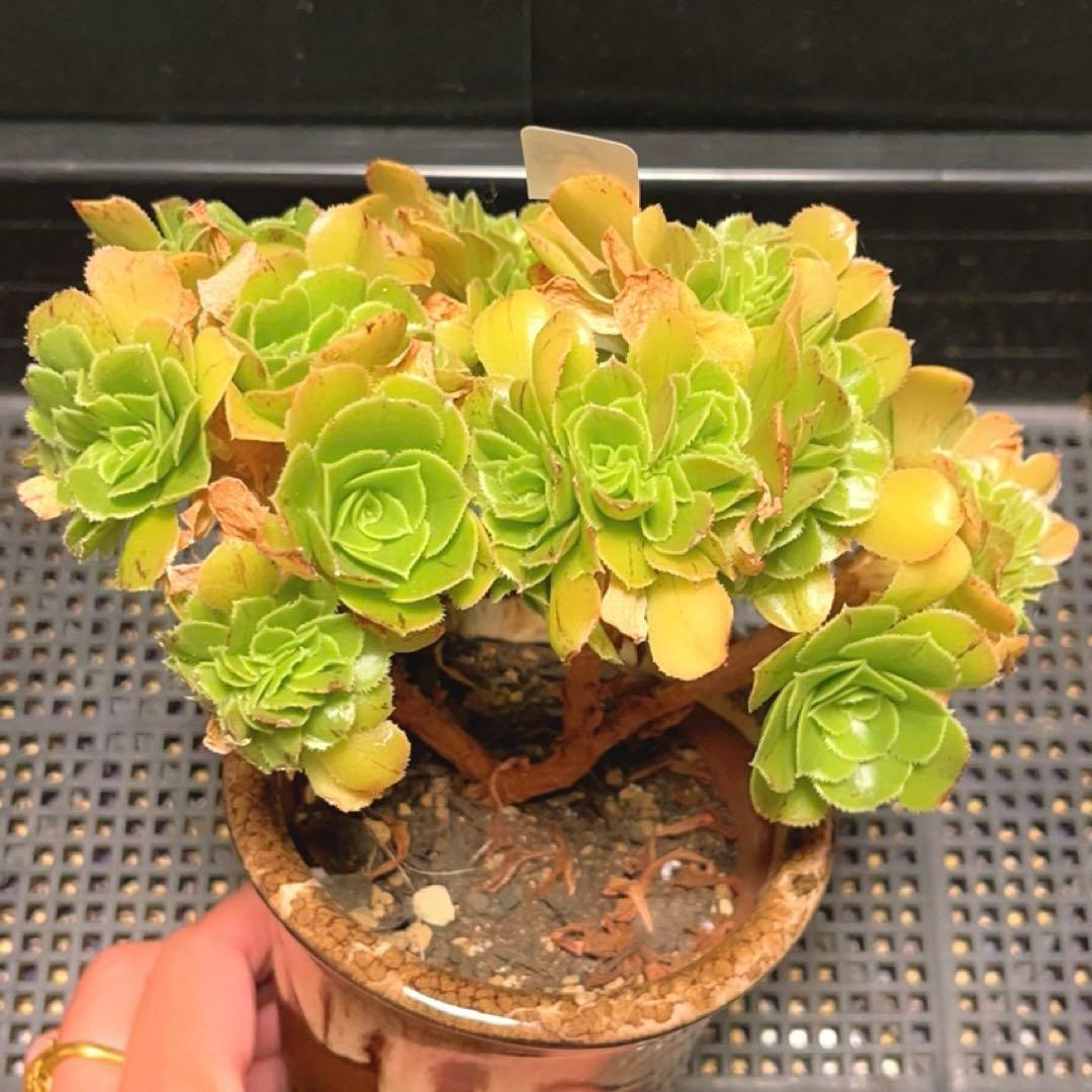 59多肉植物 アエオニウム ❤️小葉香炉皿法師セッカ❤️16cm鉢土付き出荷