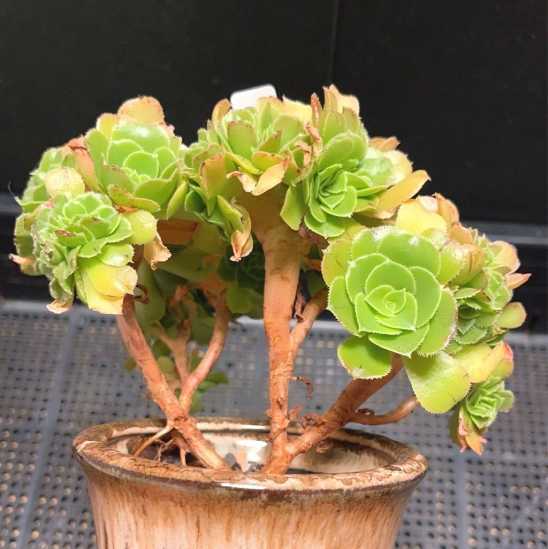 59多肉植物 アエオニウム ❤️小葉香炉皿法師セッカ❤️16cm鉢土付き出荷