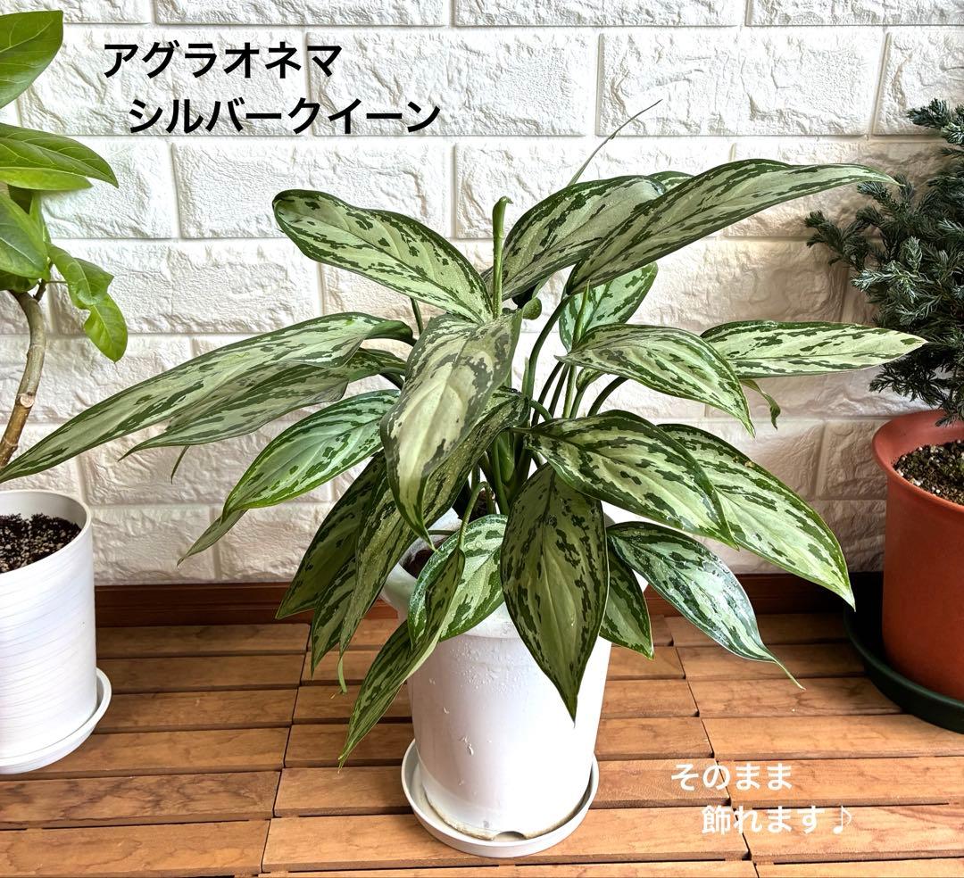 ヒロ様 リクエスト 3点 まとめ商品
