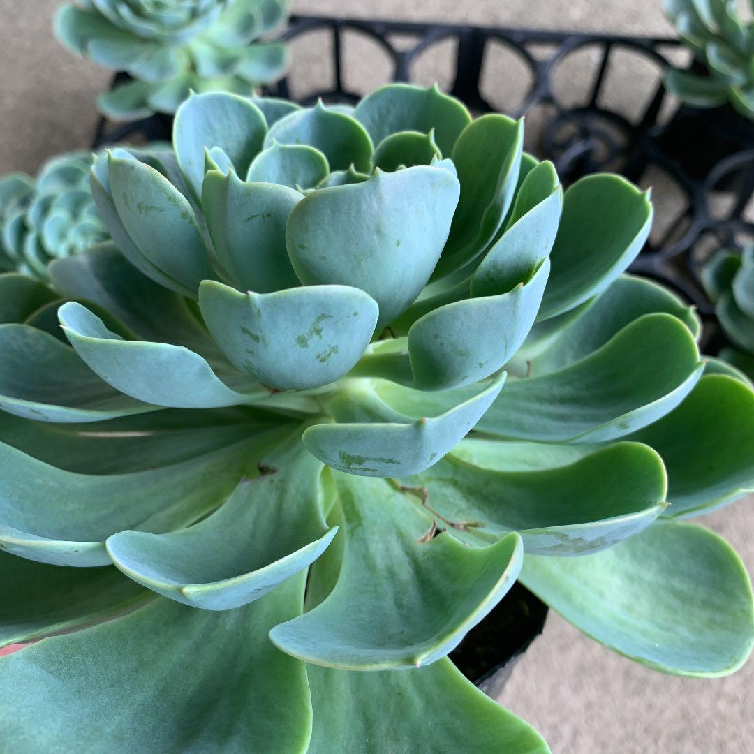 七福神　エケベリア　多肉植物