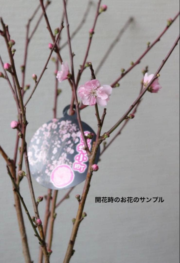 桃の花❤︎春のお花❤︎八重咲き花桃 【宝塚小町】③