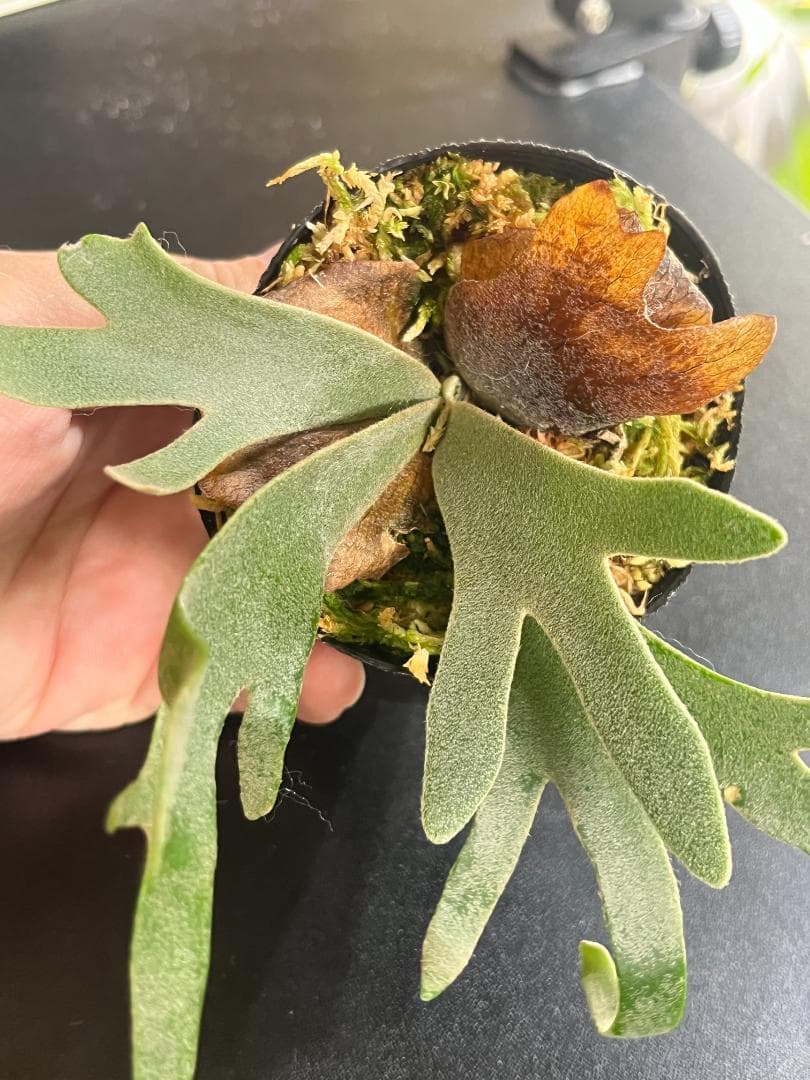 【美種ドワーフ】P. willinckii cv. Jewel spore