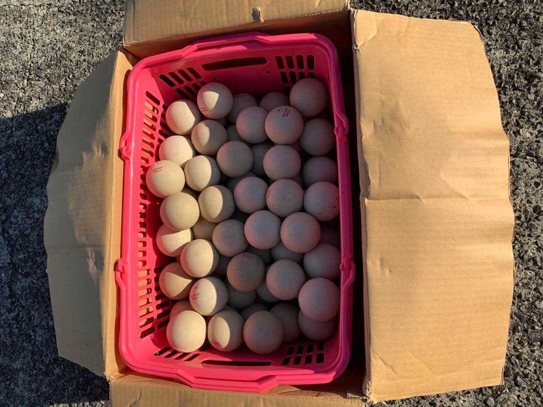【✨公式級✨】Kenko ソフトテニスボール 90個＋カゴ 部活 練習用 大量