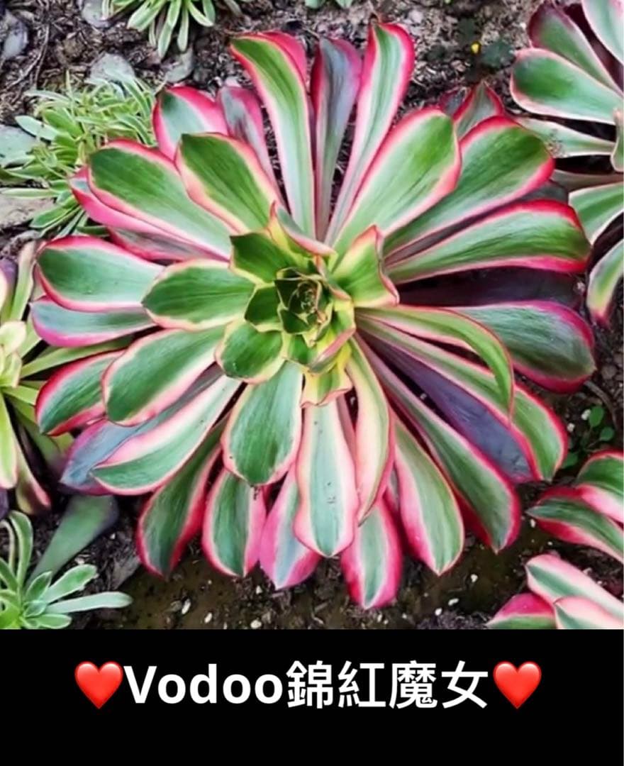 多肉植物アエオニウム錦❤️Vodoo錦❤️ ❤️ ブードゥー錦 ❤️