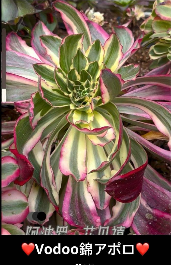 多肉植物アエオニウム錦❤️Vodoo錦❤️ ❤️ ブードゥー錦 ❤️