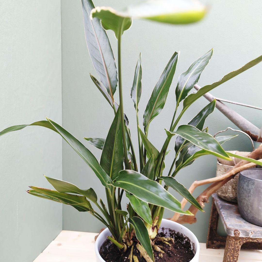 2月限定特価！ストレチア レギネ 【現品】極楽湯 オレンジの花 ８号