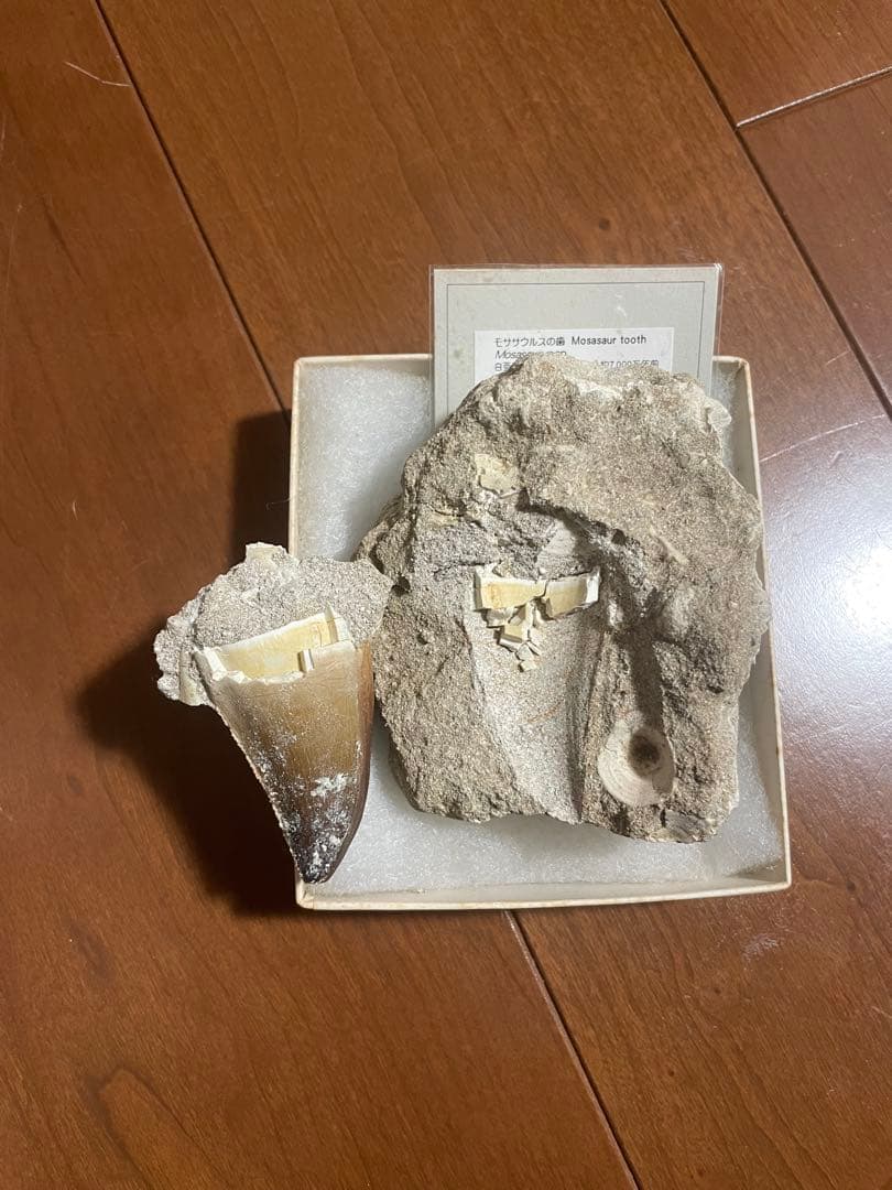 化石　モササウルスの歯