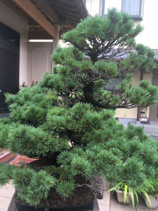 五葉松