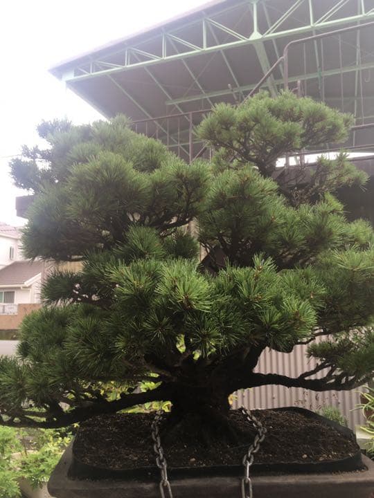 五葉松