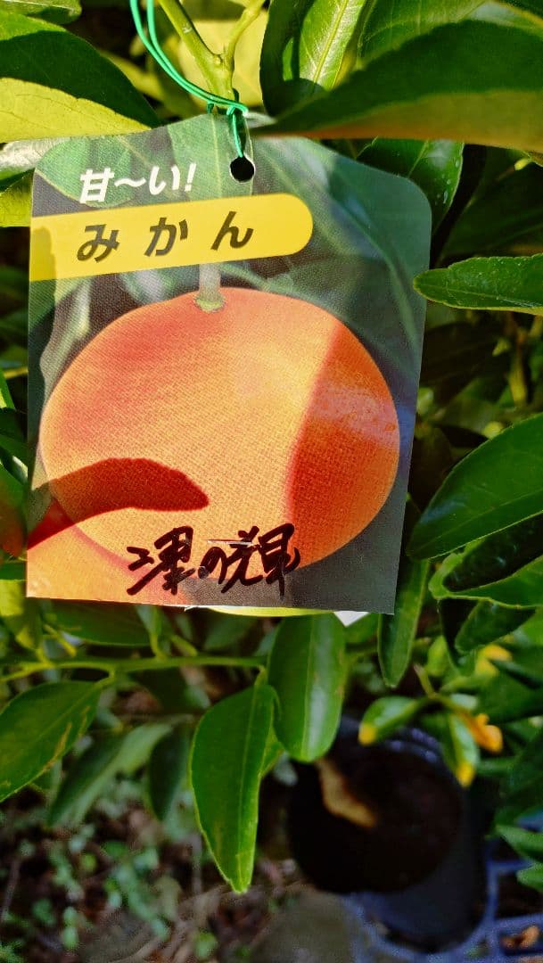 濃厚クリーミーな甘味！幻のミカン苗木津之輝 3年生 登録品種！