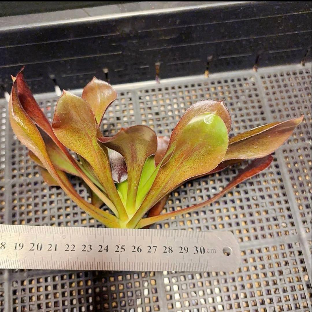 27#多肉植物アエオニウム❤️ レッドグラスローズ ❤️1大頭24cmカット苗