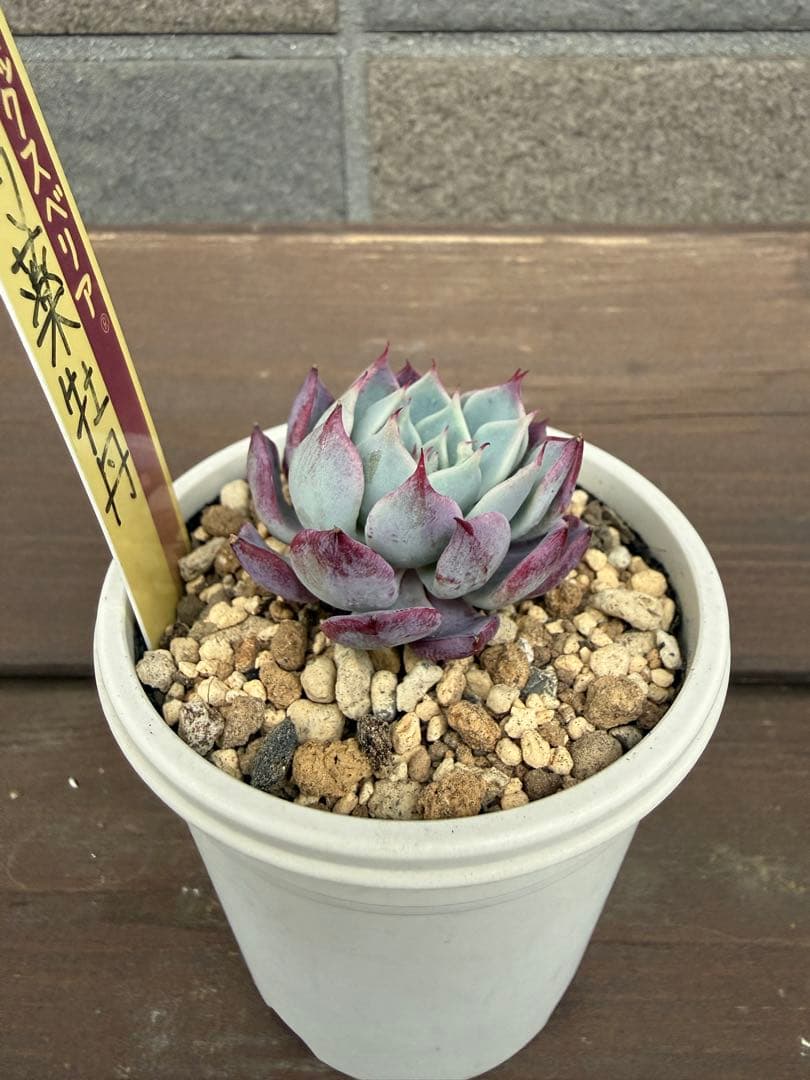 ☆芍薬牡丹☆札付き　ポットごと ミックスベリア　054 おらいさん苗
