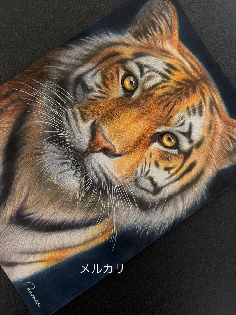 色鉛筆画A4 虎.24