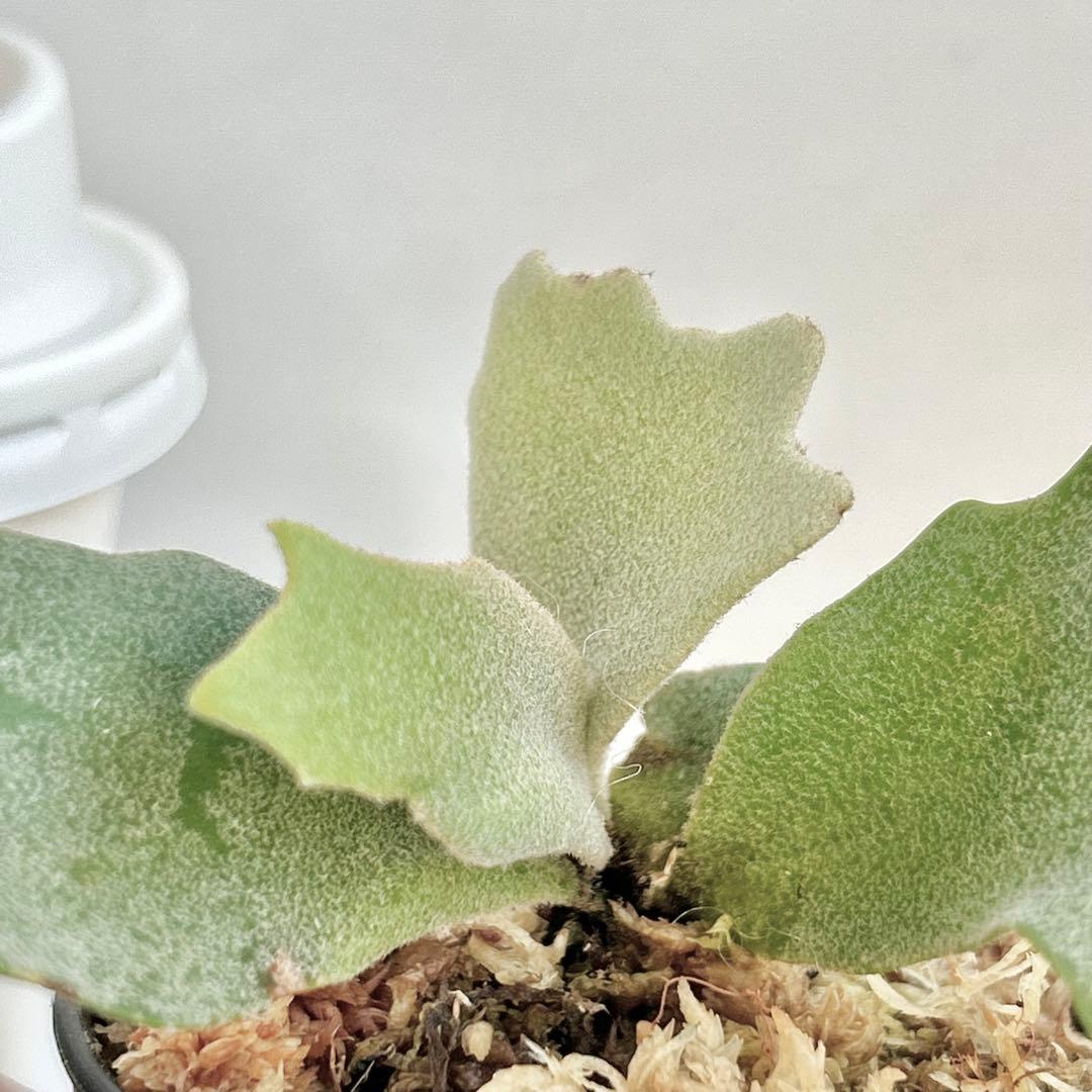 【第四種郵便】P. wilinckii cv. Antler Crown【9】