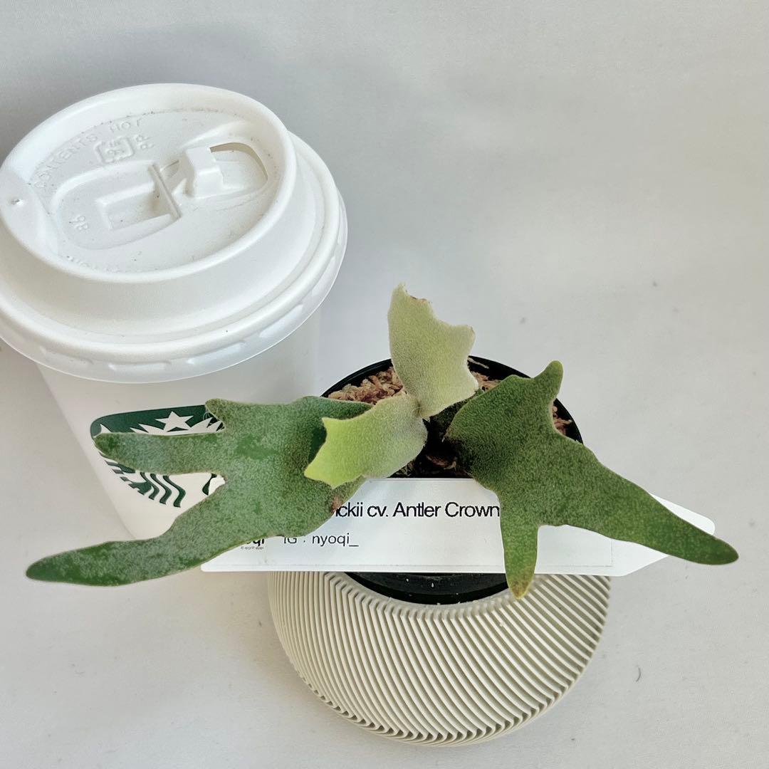 【第四種郵便】P. wilinckii cv. Antler Crown【9】