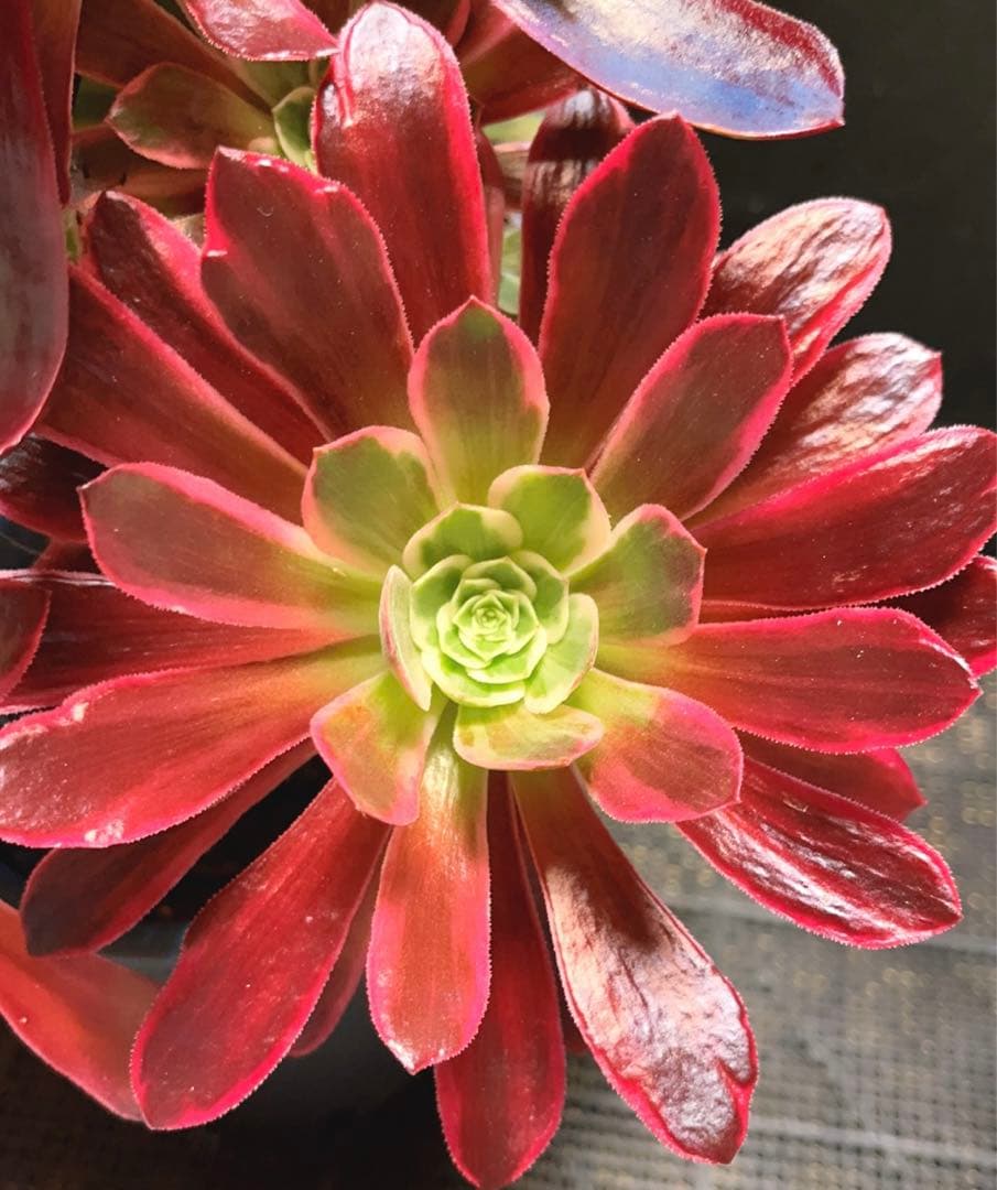 30#多肉植物❤️アエオニウム錦❤️ウエディングドレス❤️1大頭20小頭33cm拔き苗