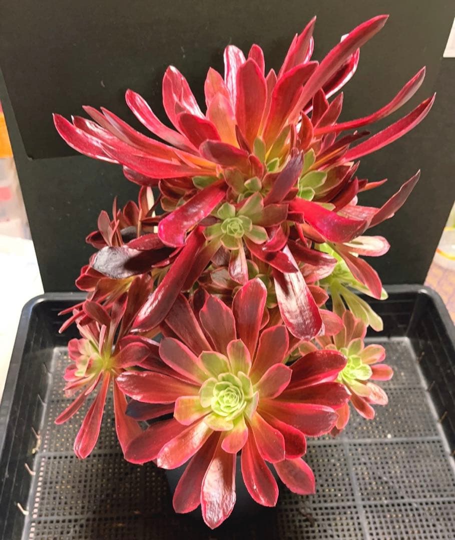 30#多肉植物❤️アエオニウム錦❤️ウエディングドレス❤️1大頭20小頭33cm拔き苗