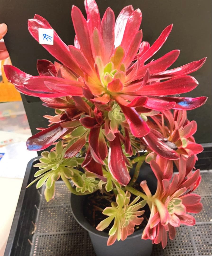 30#多肉植物❤️アエオニウム錦❤️ウエディングドレス❤️1大頭20小頭33cm拔き苗