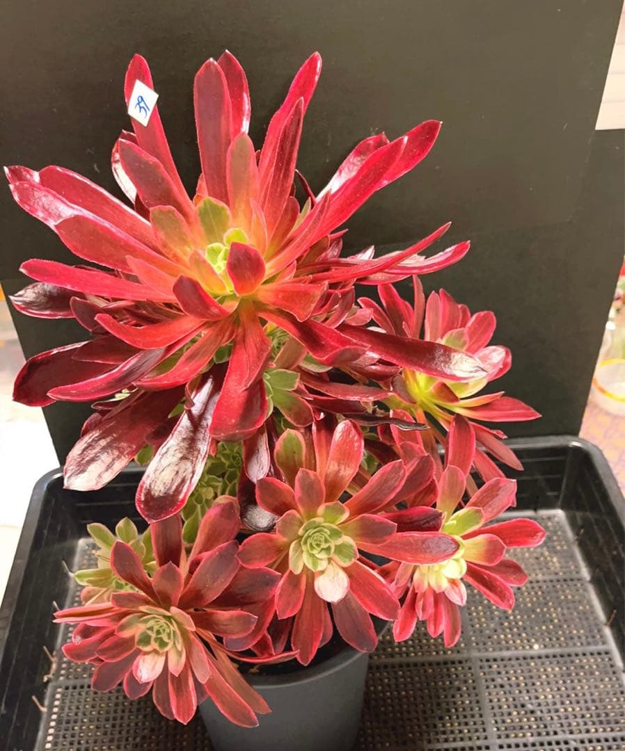 30#多肉植物❤️アエオニウム錦❤️ウエディングドレス❤️1大頭20小頭33cm拔き苗