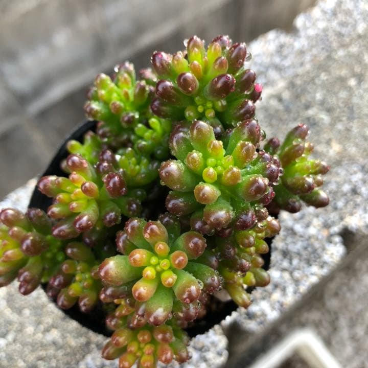多肉植物♥゛レッドベリー ポットごと