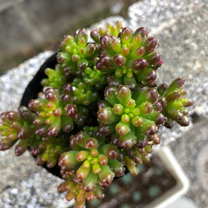 多肉植物♥゛レッドベリー ポットごと