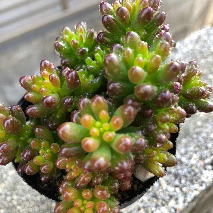 多肉植物♥゛レッドベリー ポットごと