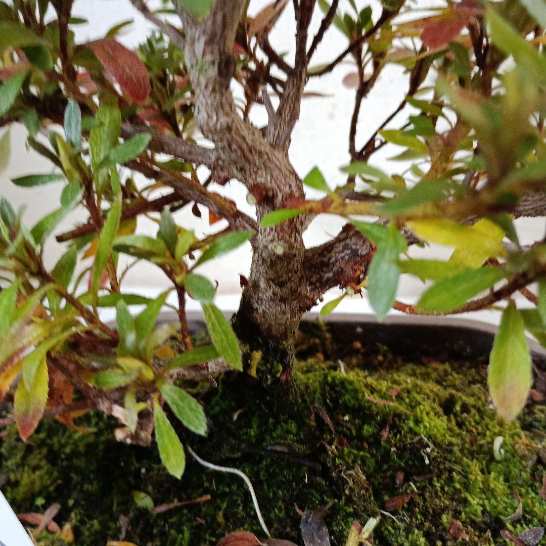 皐月盆栽如峰山
