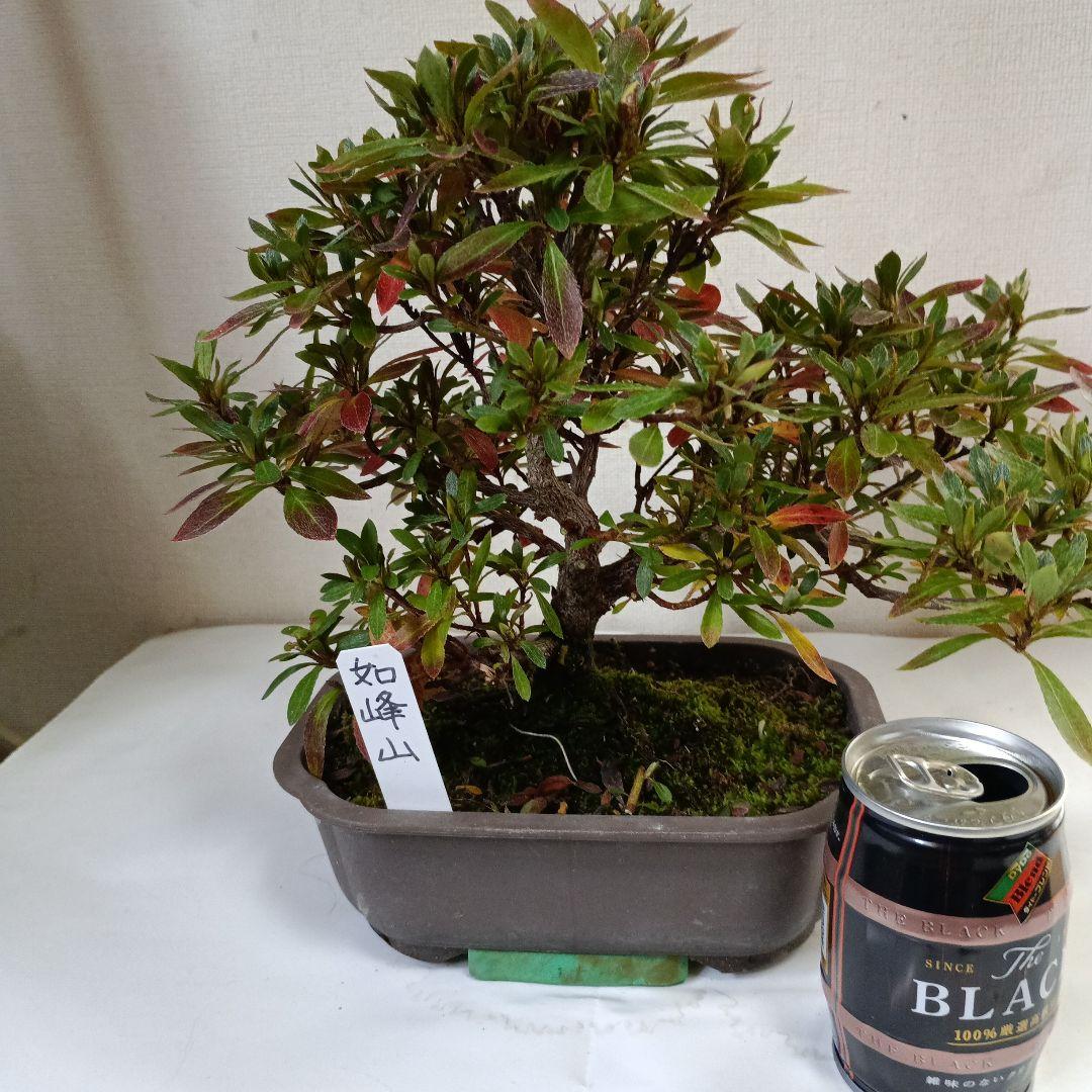 皐月盆栽如峰山