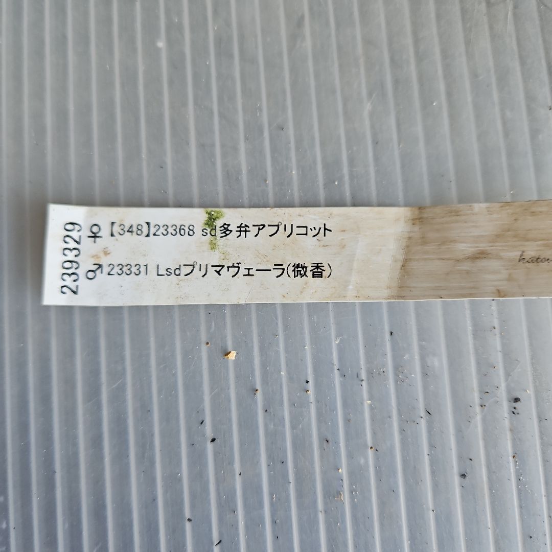 ㉖-470クリスマスローズ