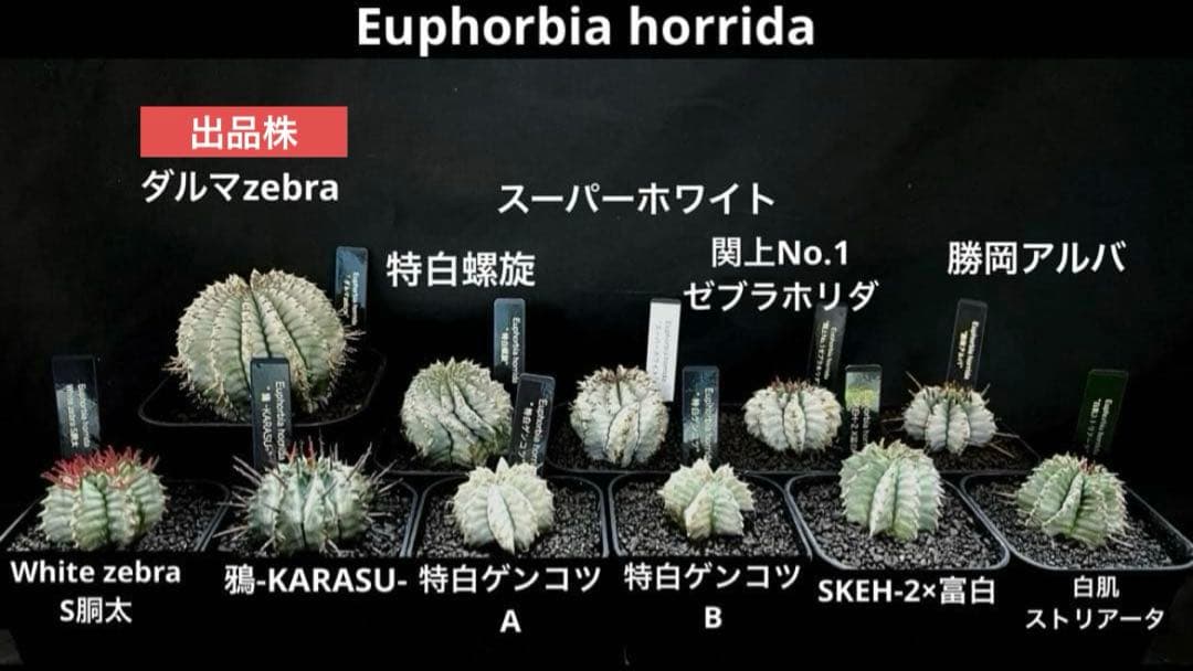 ユーフォルビアホリダ ダルマzebra カキ子 特大サイズ