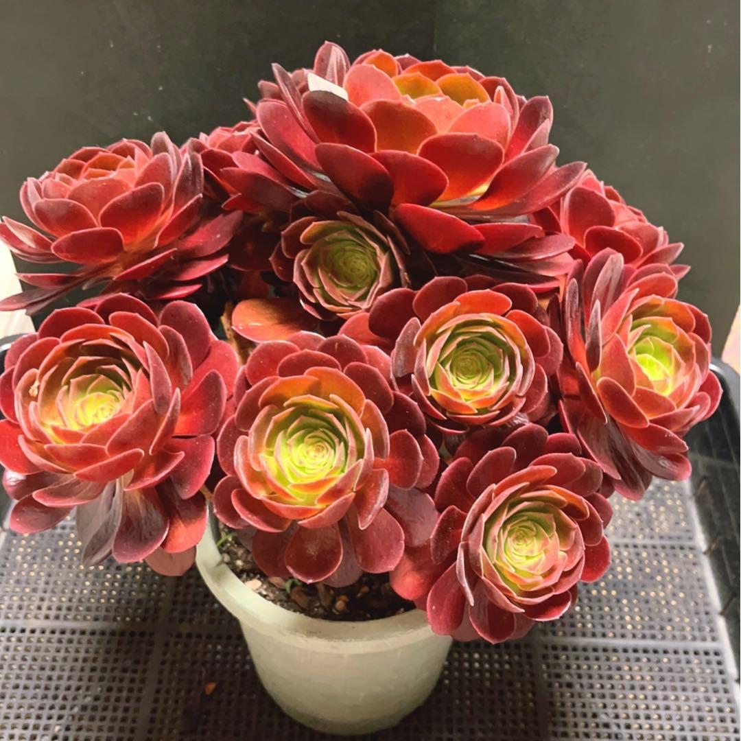 66#多肉植物アエオニウム❤️ 桃花石 ❤️12頭31cm拨き苗