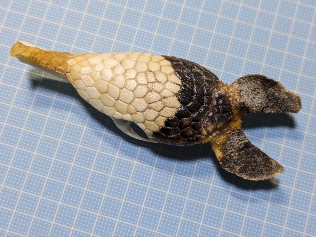 頭骨標本　ココノオビアルマジロ