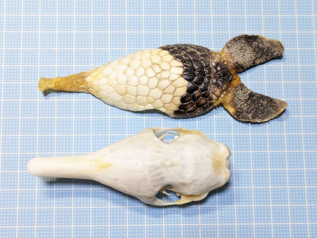 頭骨標本　ココノオビアルマジロ