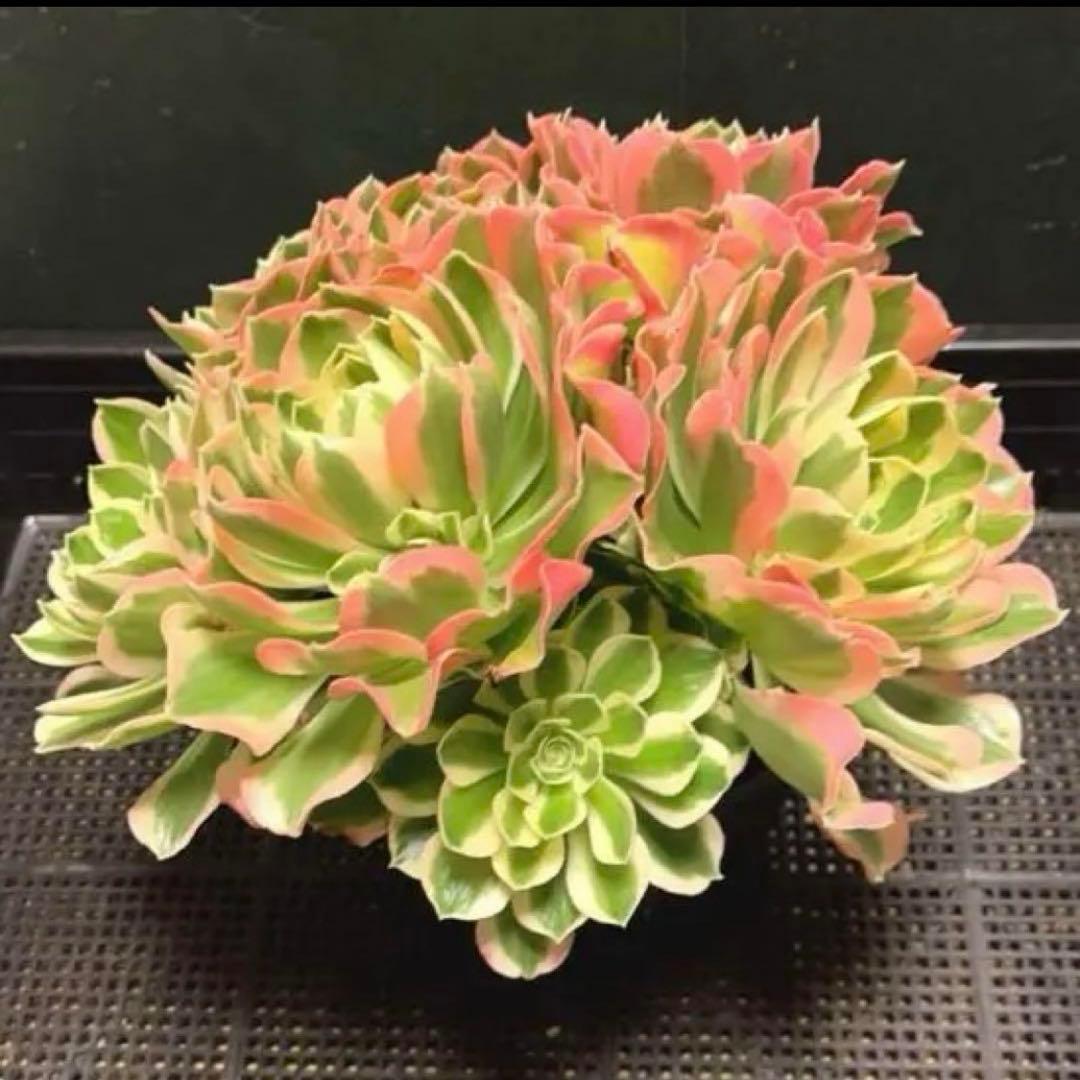 51#多肉植物❤️アエオニウム錦❤️ 白鳳錦 ❤️9頭25cm拔き苗