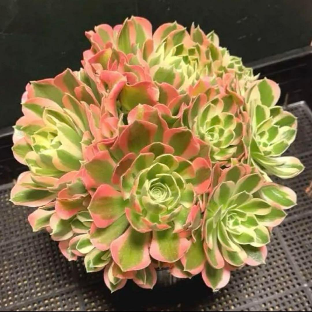 51#多肉植物❤️アエオニウム錦❤️ 白鳳錦 ❤️9頭25cm拔き苗