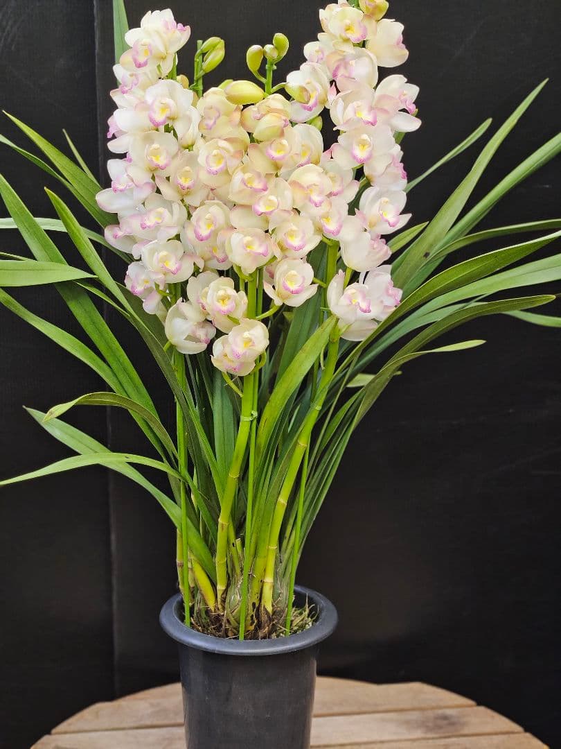 蘭鉢 シンピジュームプリンセスマサコ 6号鉢 5本立ち 蕾多数 極上品 写真現物