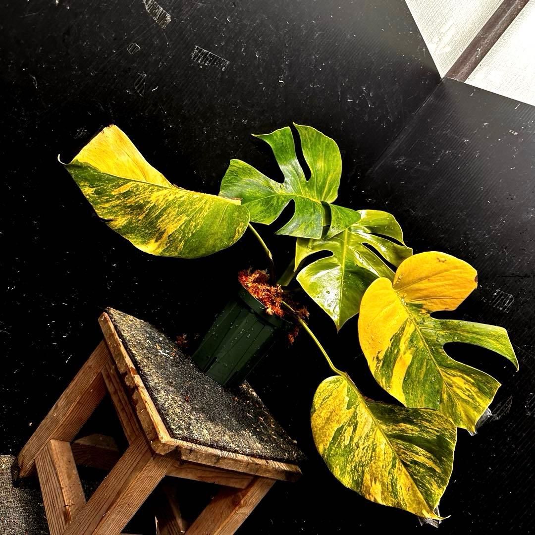 ま*さ様 斑入りモンステラボルシギアナオーレア黄斑4号鉢植え43cm発根済み安心