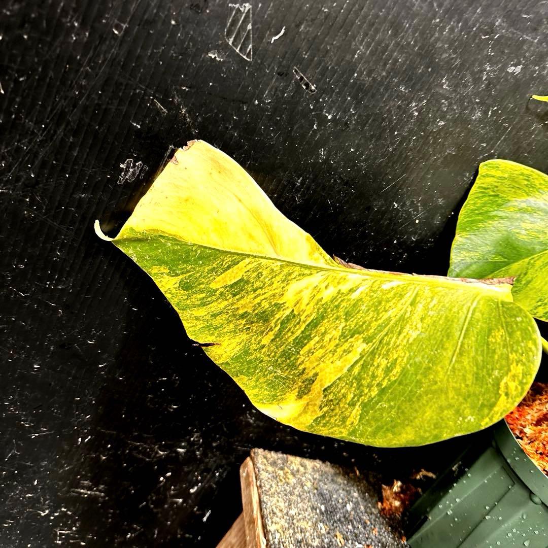 ま*さ様 斑入りモンステラボルシギアナオーレア黄斑4号鉢植え43cm発根済み安心