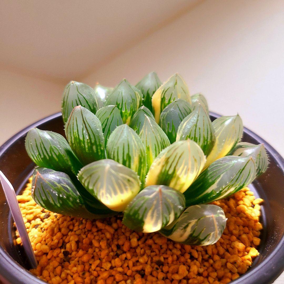 オブツーサ錦 赤い鳥 親株 9cm 多肉植物 ハオルチア アロエ