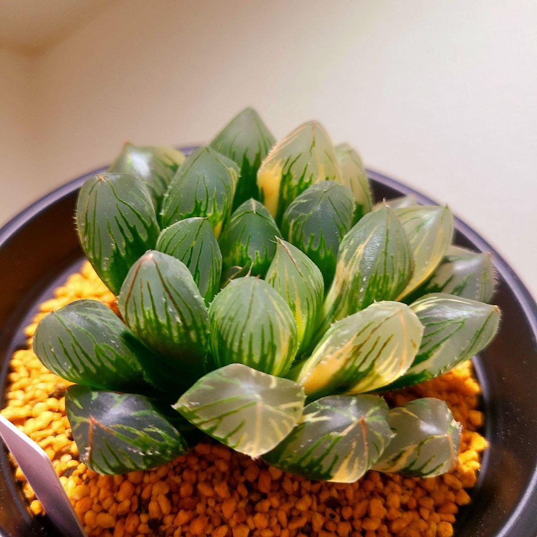 オブツーサ錦 赤い鳥 親株 9cm 多肉植物 ハオルチア アロエ