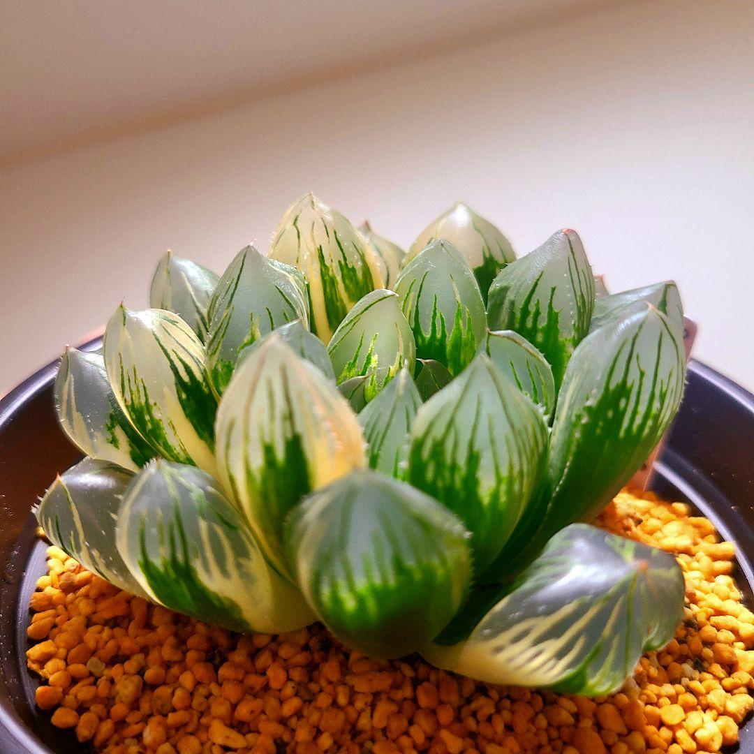 オブツーサ錦 赤い鳥 親株 9cm 多肉植物 ハオルチア アロエ