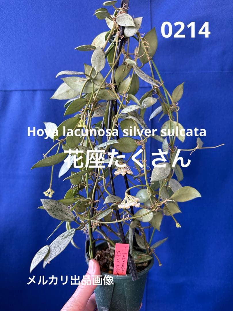 0214 ＊ ホヤ ＊ Hoya ＊ ラクノーサ ＊sulcata＊花座沢山＊左