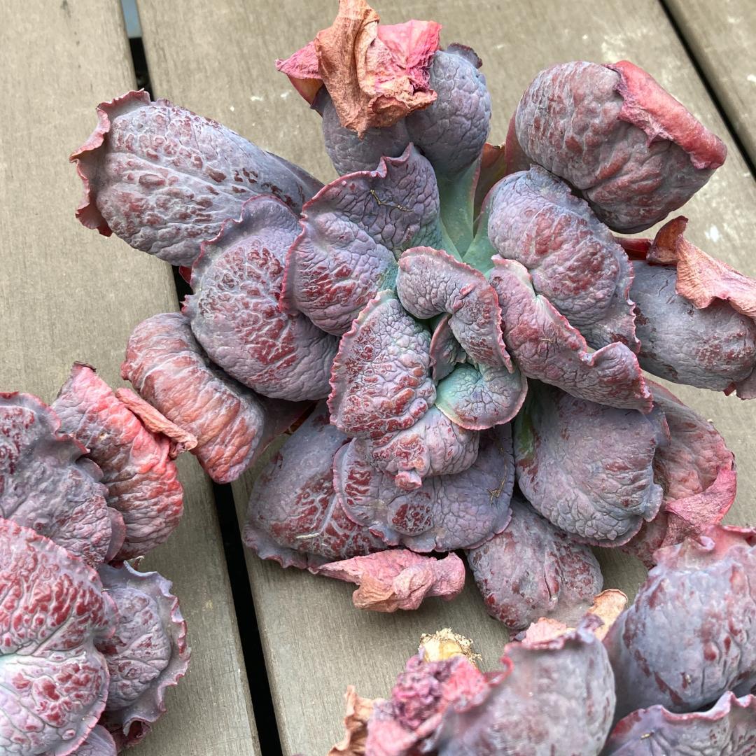 エケベリア　韓国苗　超特大　バロンボールド　多肉植物　ポコ多肉