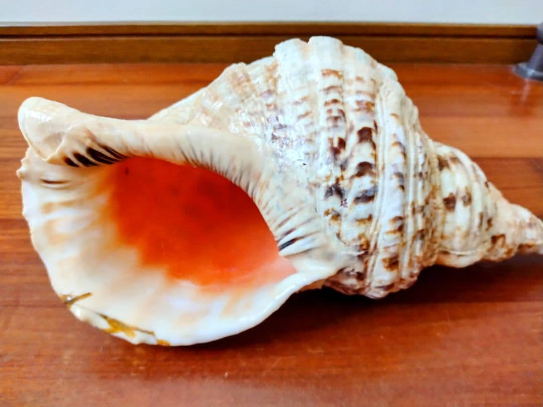 法螺貝 ほら貝 ホラ貝 38cm 1.5キロ　特大 沖縄
