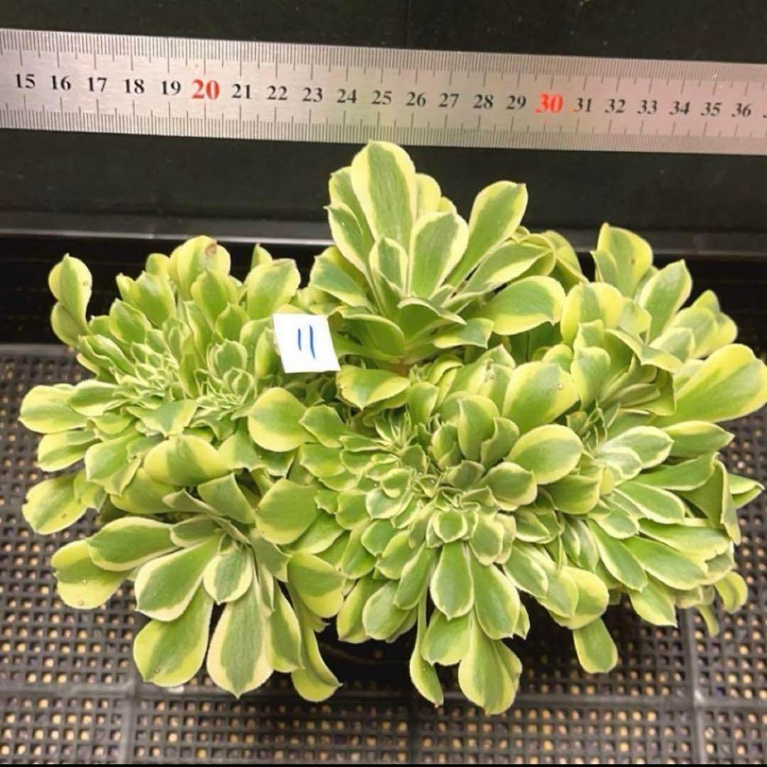 多肉植物アエオニウム錦❤️ グリーンメデューサセッカ❤️ 親株