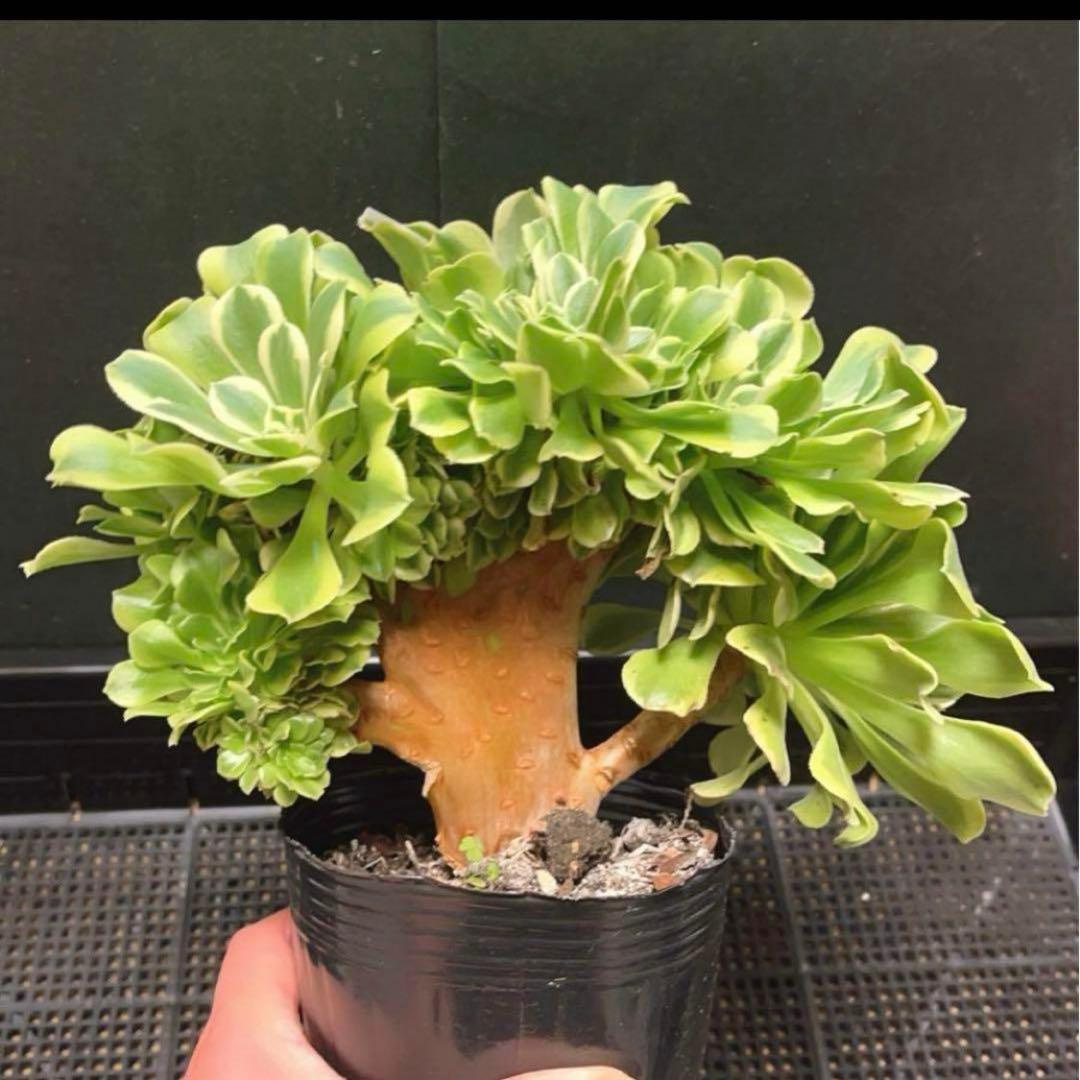 多肉植物アエオニウム錦❤️ グリーンメデューサセッカ❤️ 親株