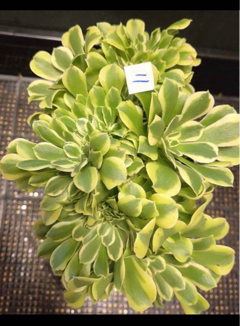 多肉植物アエオニウム錦❤️ グリーンメデューサセッカ❤️ 親株
