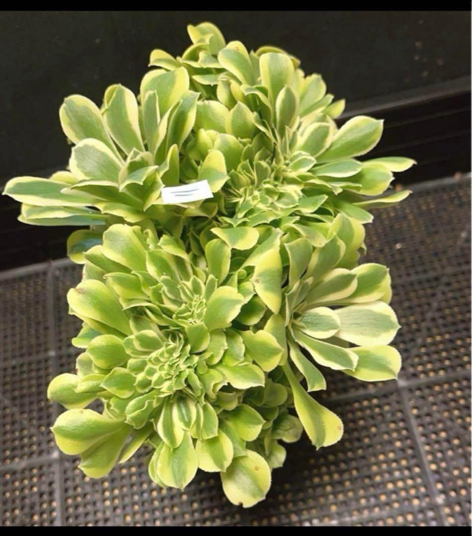 多肉植物アエオニウム錦❤️ グリーンメデューサセッカ❤️ 親株